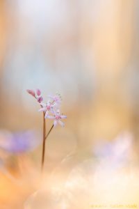 Scilla bifolia / Zweiblatt-Blaustern