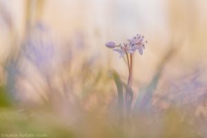 Scilla bifolia / Zweiblatt-Blaustern