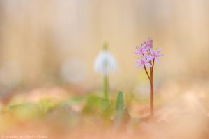 Scilla bifolia / Zweiblatt-Blaustern