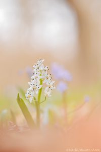 Scilla bifolia / Zweiblatt-Blaustern