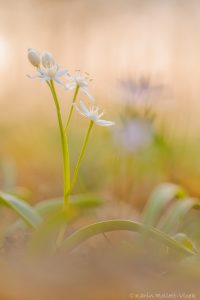 Scilla bifolia / Zweiblatt-Blaustern