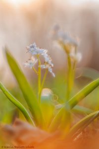 Scilla bifolia / Zweiblatt-Blaustern