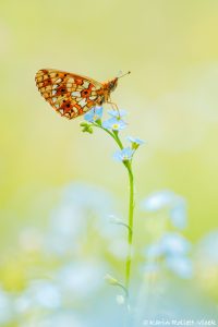 Boloria selene / Braunfleckige Perlmuttfalter / Small pearl-bordered fritillary