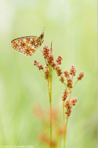 Boloria selene / Braunfleckige Perlmuttfalter / Small pearl-bordered fritillary