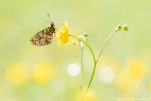 Boloria selene / Braunfleckige Perlmuttfalter / Small pearl-bordered fritillary