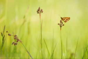 Boloria selene / Braunfleckige Perlmuttfalter / Small pearl-bordered fritillary