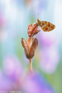 Boloria selene / Braunfleckige Perlmuttfalter / Small pearl-bordered fritillary