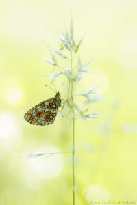 Boloria selene / Braunfleckige Perlmuttfalter / Small pearl-bordered fritillary