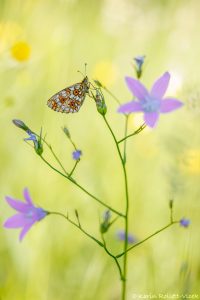 Boloria selene / Braunfleckige Perlmuttfalter / Small pearl-bordered fritillary