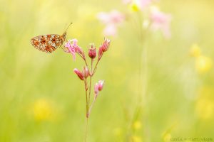 Boloria selene / Braunfleckige Perlmuttfalter / Small pearl-bordered fritillary