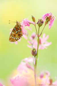 Boloria selene / Braunfleckige Perlmuttfalter / Small pearl-bordered fritillary