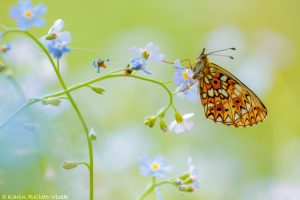 Boloria selene / Braunfleckige Perlmuttfalter / Small pearl-bordered fritillary