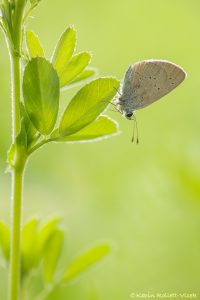 Cyaniris semiargus / Rotklee-Bläuling / Mazarine blue