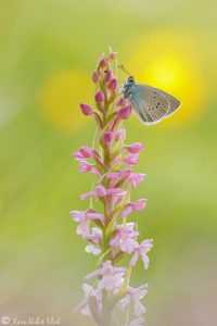 Cyaniris semiargus / Rotklee-Bläuling / Mazarine blue