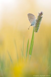 Cyaniris semiargus / Rotklee-Bläuling / Mazarine blue