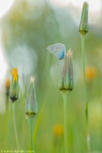 Cyaniris semiargus / Rotklee-Bläuling / Mazarine blue