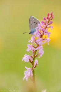 Cyaniris semiargus / Rotklee-Bläuling / Mazarine blue