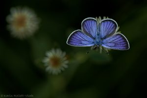 Cyaniris semiargus / Rotklee-Bläuling / Mazarine blue