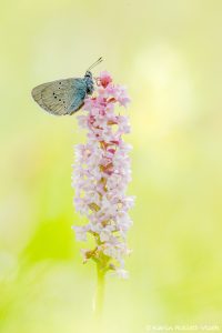 Cyaniris semiargus / Rotklee-Bläuling / Mazarine blue