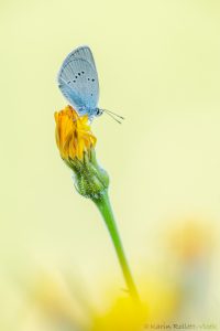 Cyaniris semiargus / Rotklee-Bläuling / Mazarine blue