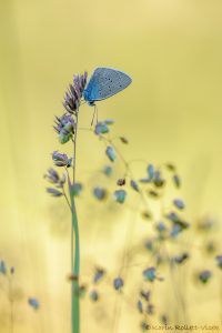 Cyaniris semiargus / Rotklee-Bläuling / Mazarine blue