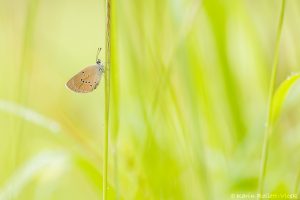 Cyaniris semiargus / Rotklee-Bläuling / Mazarine blue