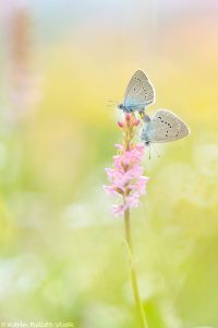 Cyaniris semiargus / Rotklee-Bläuling / Mazarine blue