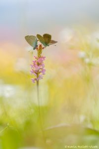 Cyaniris semiargus / Rotklee-Bläuling / Mazarine blue