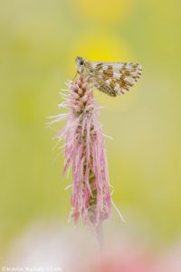 Pyrgus serratulae / Schwarzbrauner Würfel-Dickkopffalter / Olive skipper