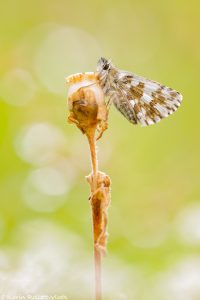 Pyrgus serratulae / Schwarzbrauner Würfel-Dickkopffalter / Olive skipper