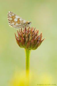 Pyrgus serratulae / Schwarzbrauner Würfel-Dickkopffalter / Olive skipper