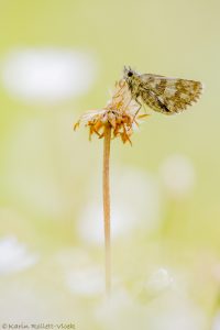 Pyrgus serratulae / Schwarzbrauner Würfel-Dickkopffalter / Olive skipper