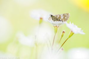 Pyrgus serratulae / Schwarzbrauner Würfel-Dickkopffalter / Olive skipper