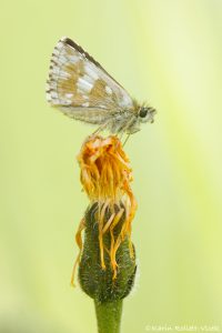 Pyrgus serratulae / Schwarzbrauner Würfel-Dickkopffalter / Olive skipper