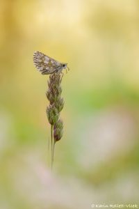 Pyrgus serratulae / Schwarzbrauner Würfel-Dickkopffalter / Olive skipper