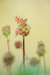 Spialia sertorius / Roter Würfel-Dickkopffalter / Red underwing skipper