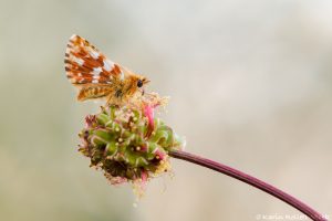 Spialia sertorius / Roter Würfel-Dickkopffalter / Red underwing skipper