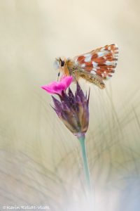 Spialia sertorius / Roter Würfel-Dickkopffalter / Red underwing skipper