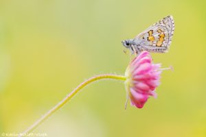 Pyrgus sidae / Gelber Würfeldickkopffalter / yellow-banded skipper