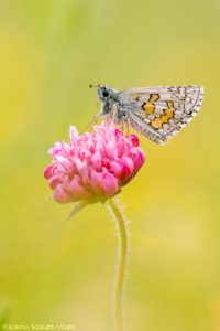 Pyrgus sidae / Gelber Würfeldickkopffalter / yellow-banded skipper