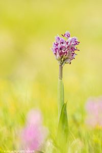 Orchis simia / Affen-Knabenkraut / Monkey orchid