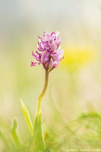 Orchis simia / Affen-Knabenkraut / Monkey orchid