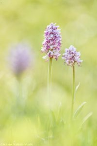 Orchis simia / Affen-Knabenkraut / Monkey orchid