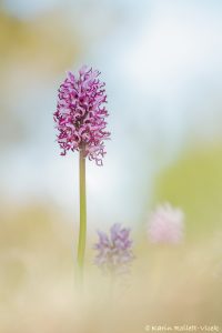 Orchis simia / Affen-Knabenkraut / Monkey orchid