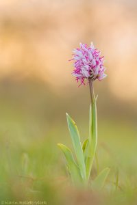 Orchis simia / Affen-Knabenkraut / Monkey orchid