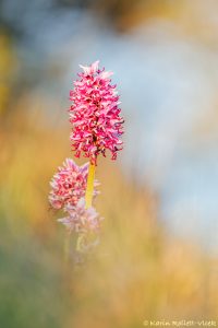 Orchis simia / Affen-Knabenkraut / Monkey orchid