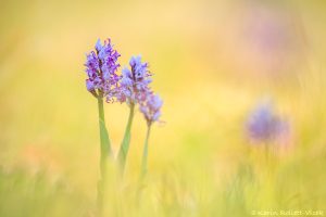 Orchis simia / Affen-Knabenkraut / Monkey orchid