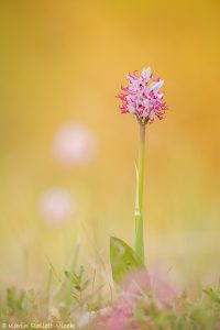 Orchis simia / Affen-Knabenkraut / Monkey orchid