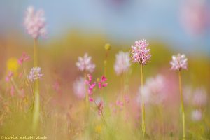 Orchis simia / Affen-Knabenkraut / Monkey orchid