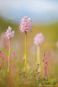 Orchis simia / Affen-Knabenkraut / Monkey orchid